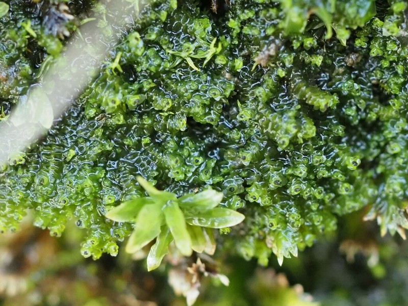Scapania cuspiduligera
