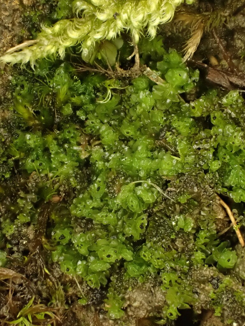 Scapania cuspiduligera photo 2