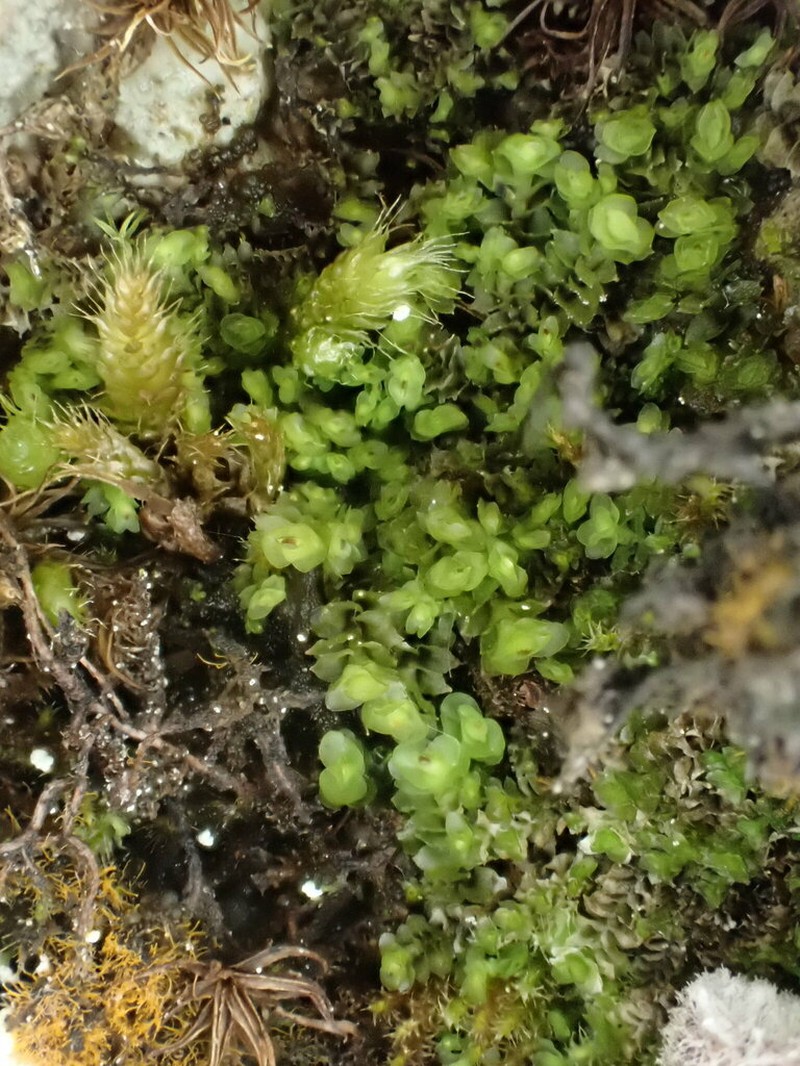 Scapania cuspiduligera photo 3