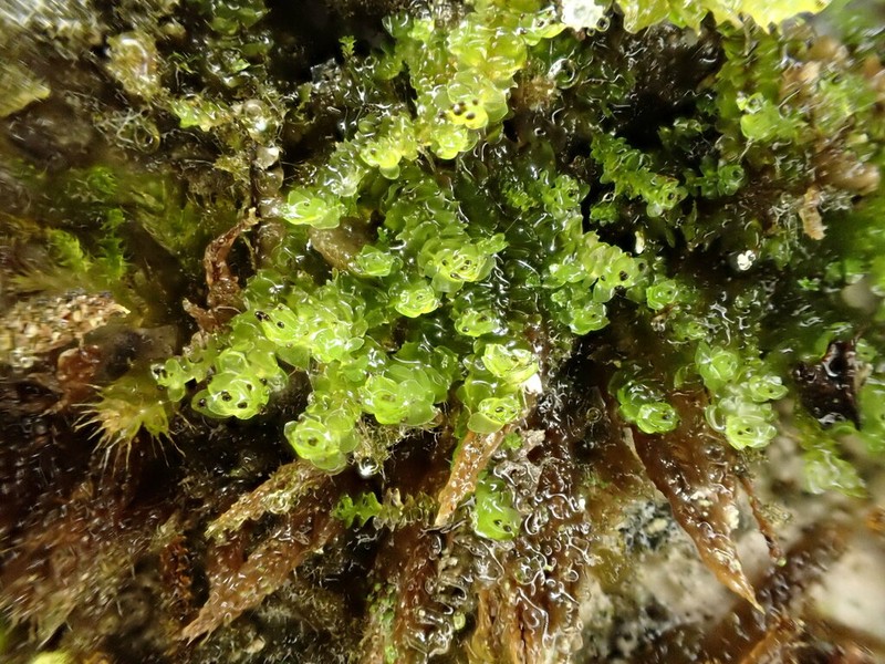 Scapania cuspiduligera photo 4