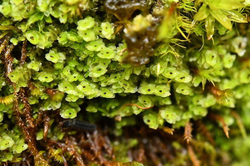 Scapania cuspiduligera photo 5