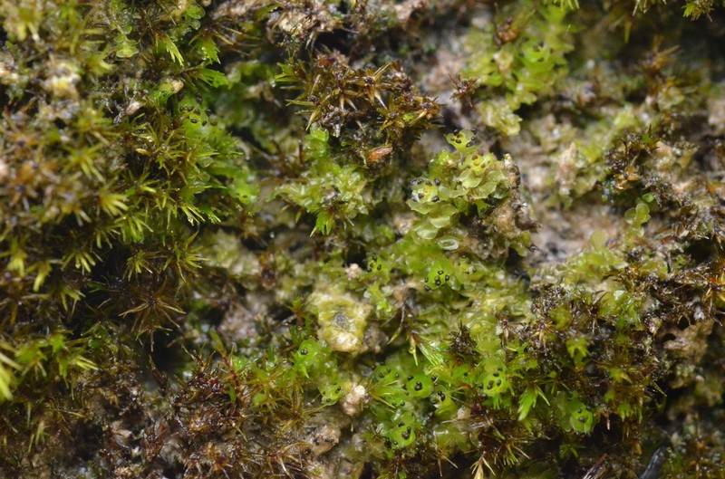 Scapania cuspiduligera photo 6