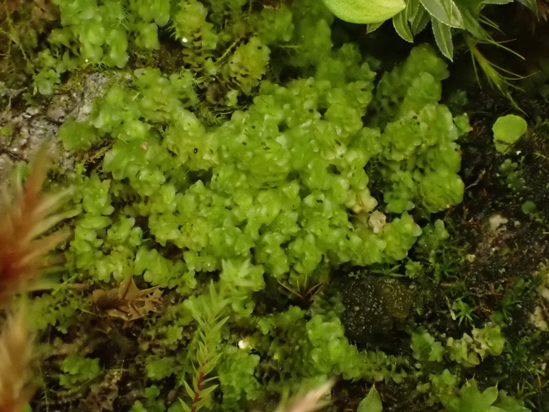 Scapania cuspiduligera photo 7