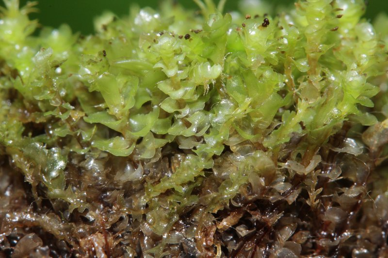 Scapania cuspiduligera