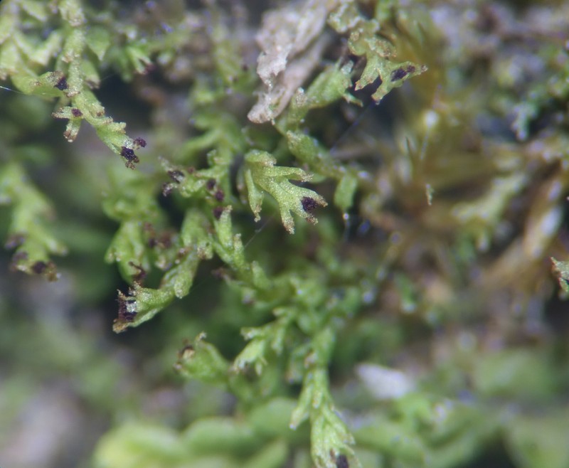 Scapania glaucocephala photo 2