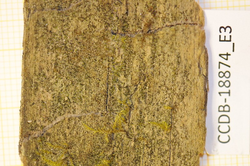 Scapania glaucocephala photo 5