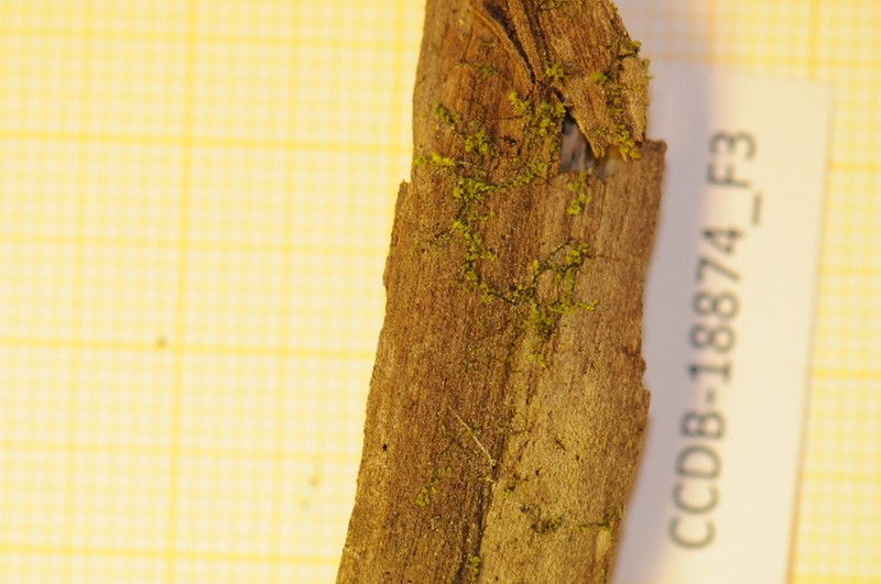 Scapania glaucocephala photo 6