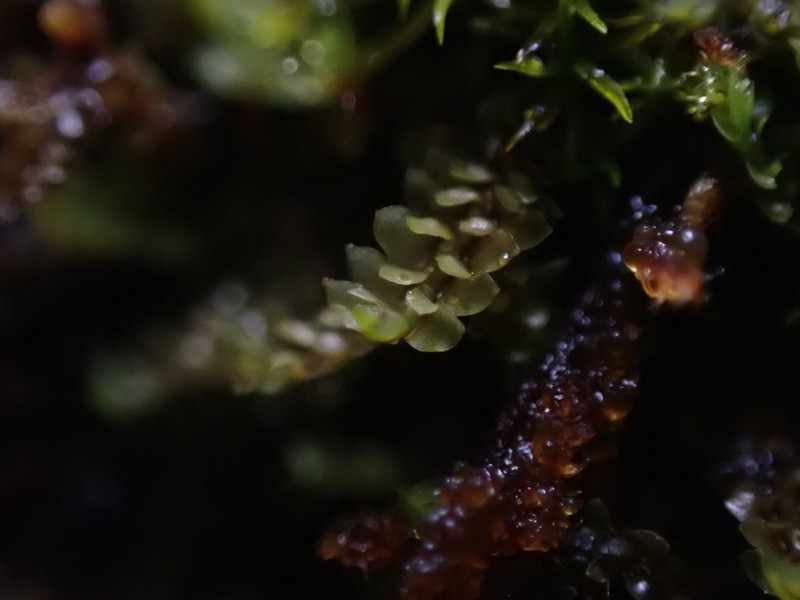 Scapania gymnostomophila
