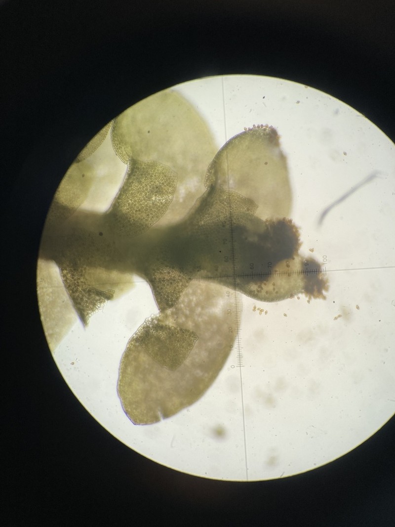 Scapania gymnostomophila photo 2
