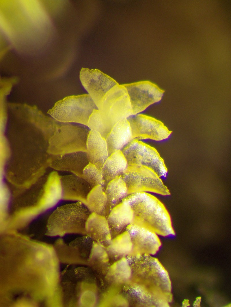Scapania gymnostomophila photo 4