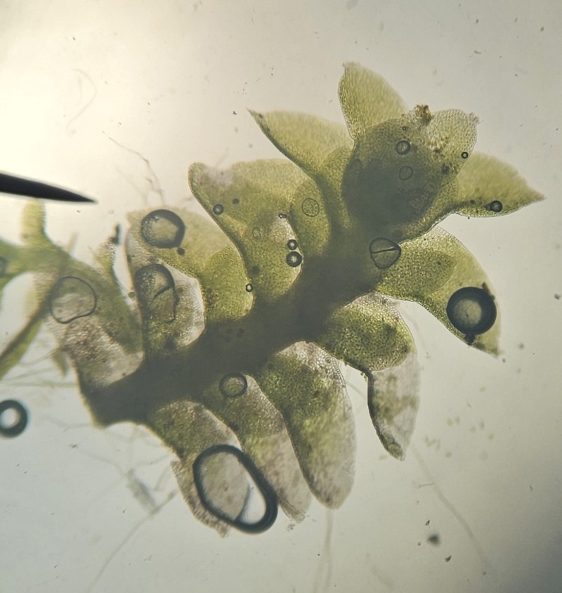 Scapania gymnostomophila photo 5