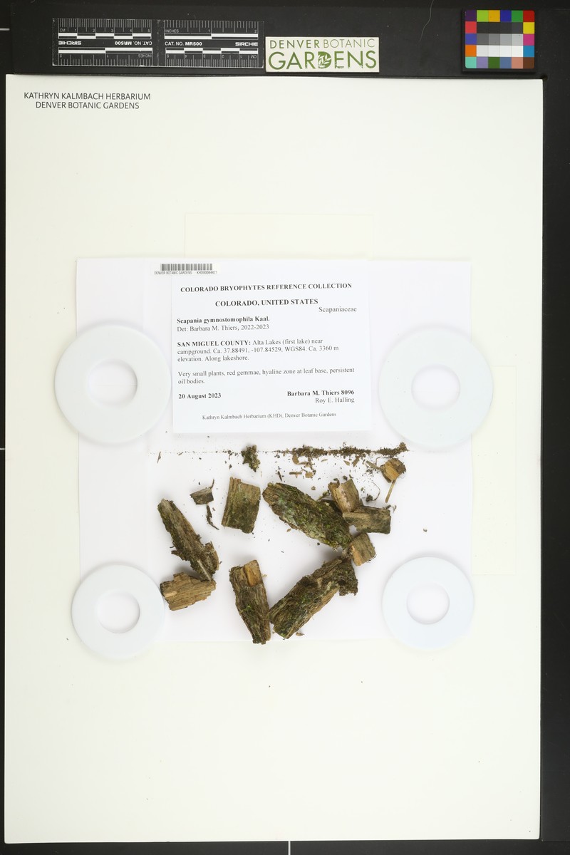 Scapania gymnostomophila photo 6