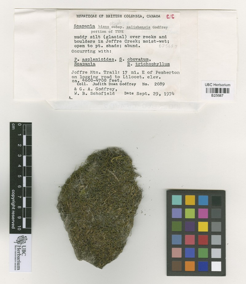Scapania hians