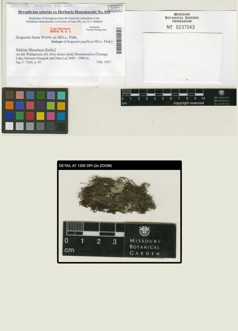 Scapania hians photo 2