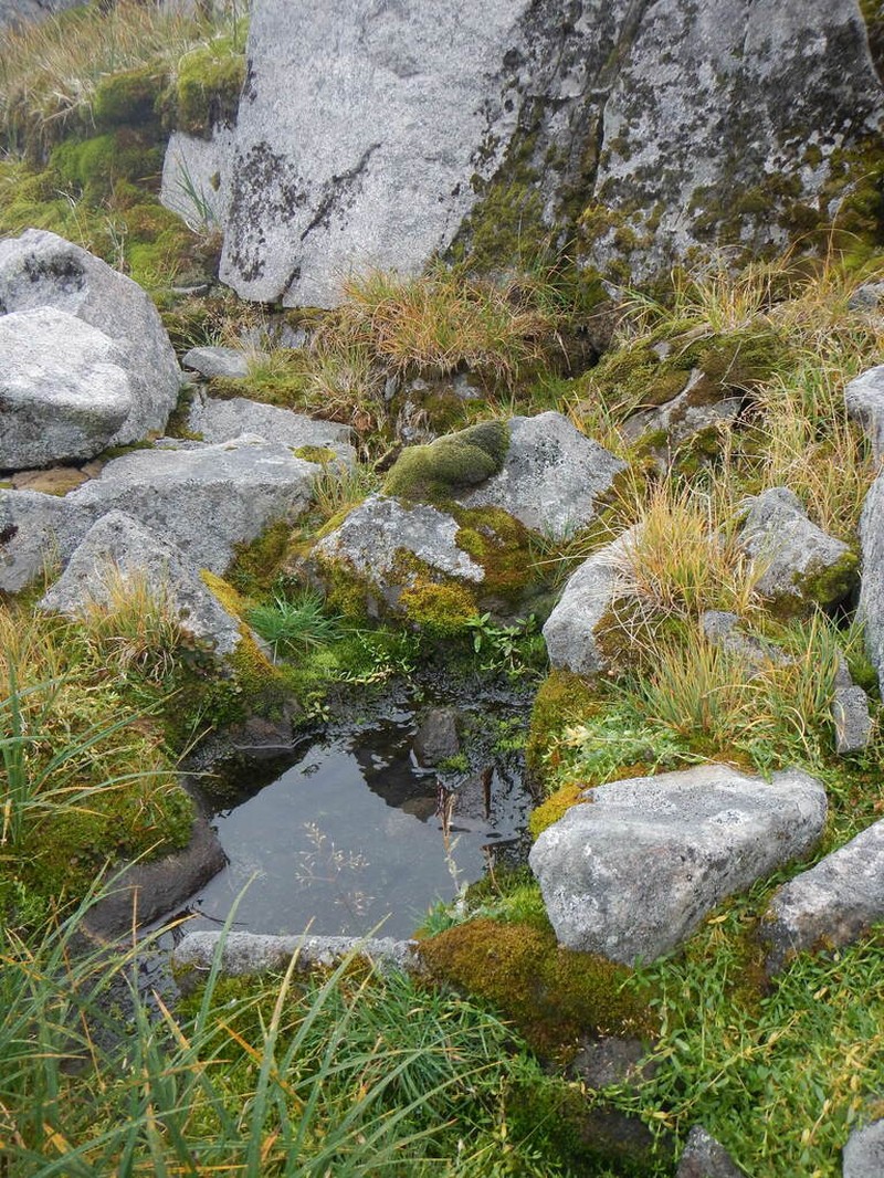 Scapania hyperborea
