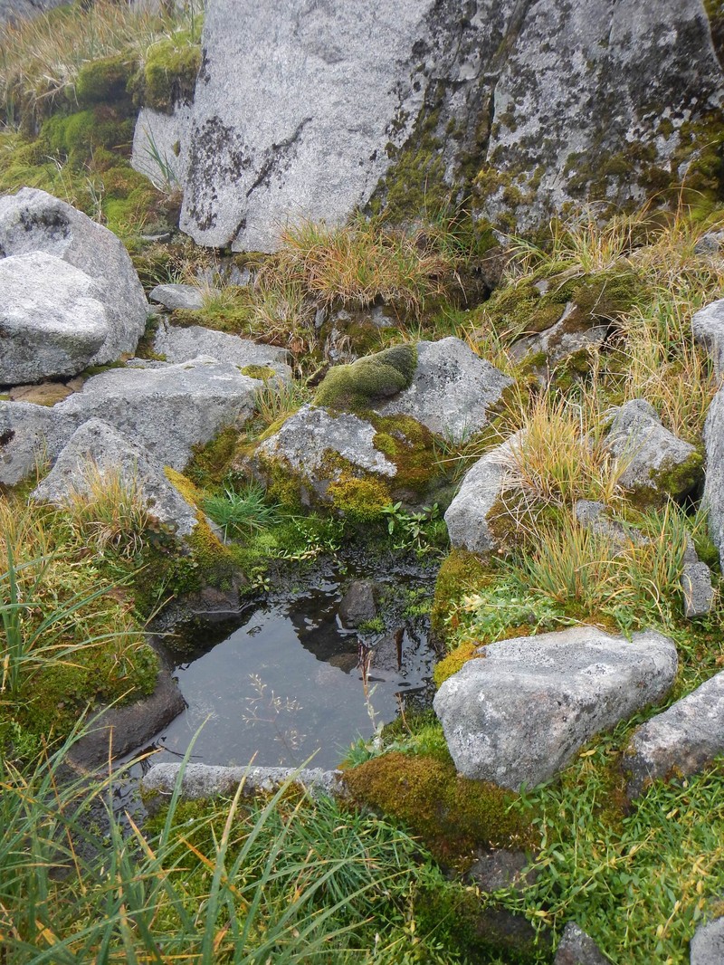 Scapania hyperborea photo 2