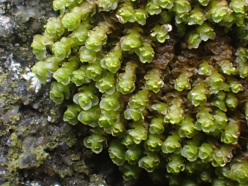 Scapania irrigua photo 2