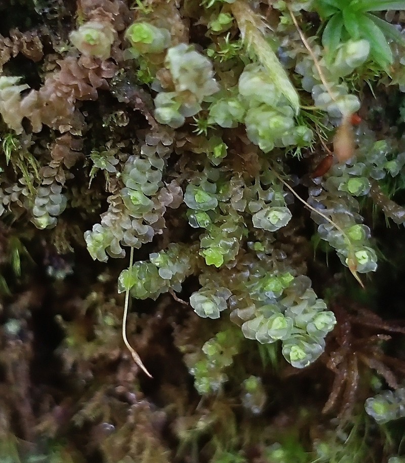 Scapania irrigua photo 3