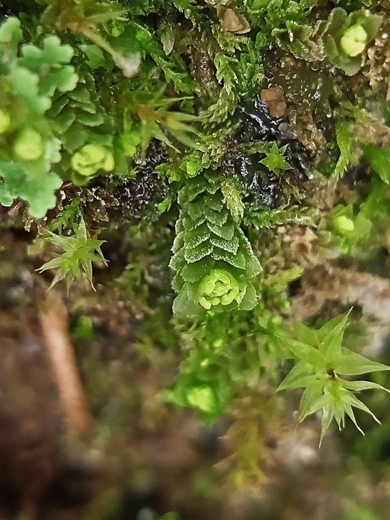 Scapania irrigua photo 4