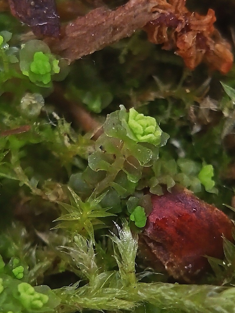Scapania irrigua photo 6