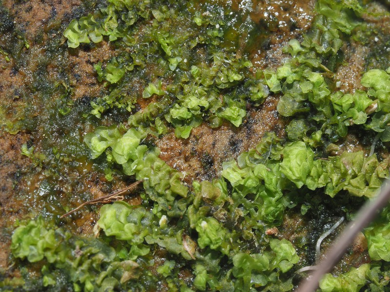 Scapania irrigua photo 8