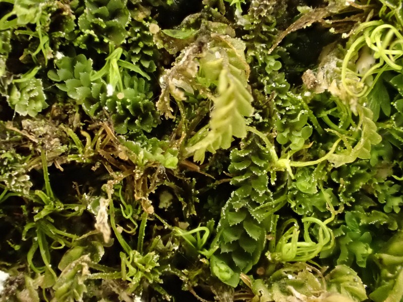 Scapania lingulata photo 3