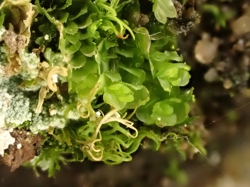 Scapania lingulata photo 4