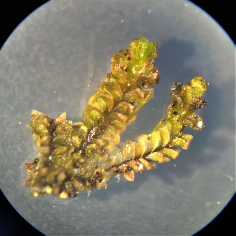 Scapania lingulata photo 5