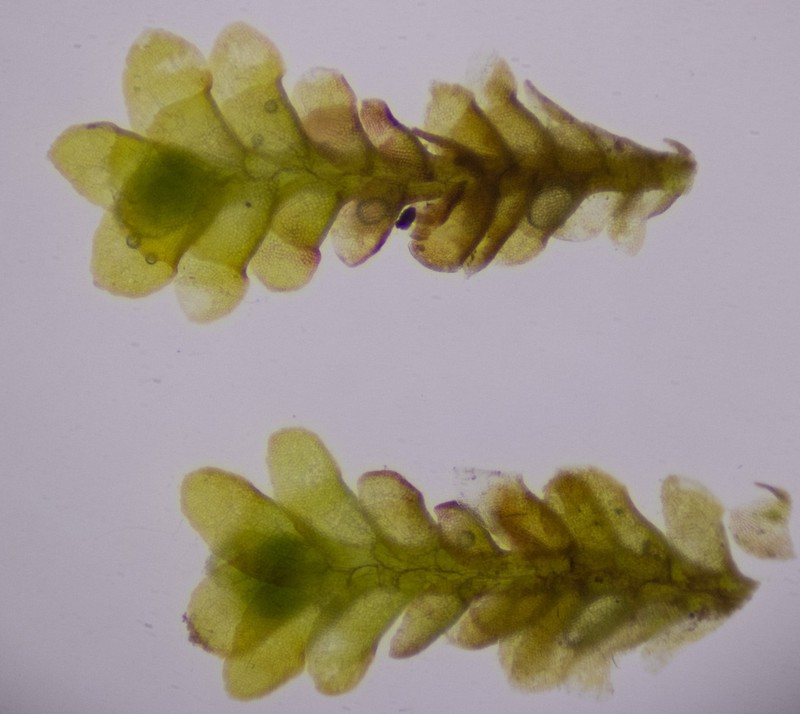 Scapania mucronata photo 2