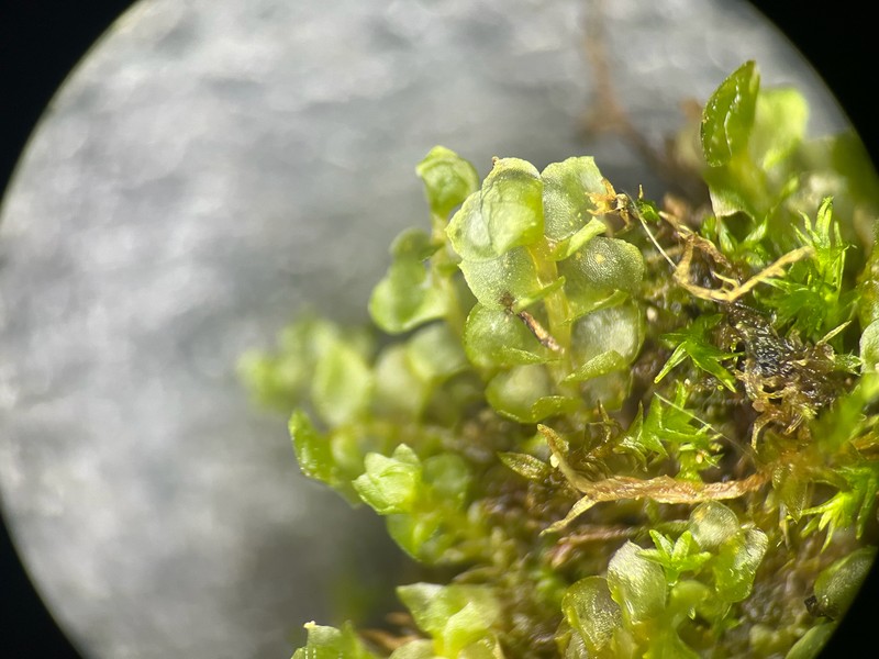 Scapania mucronata photo 4
