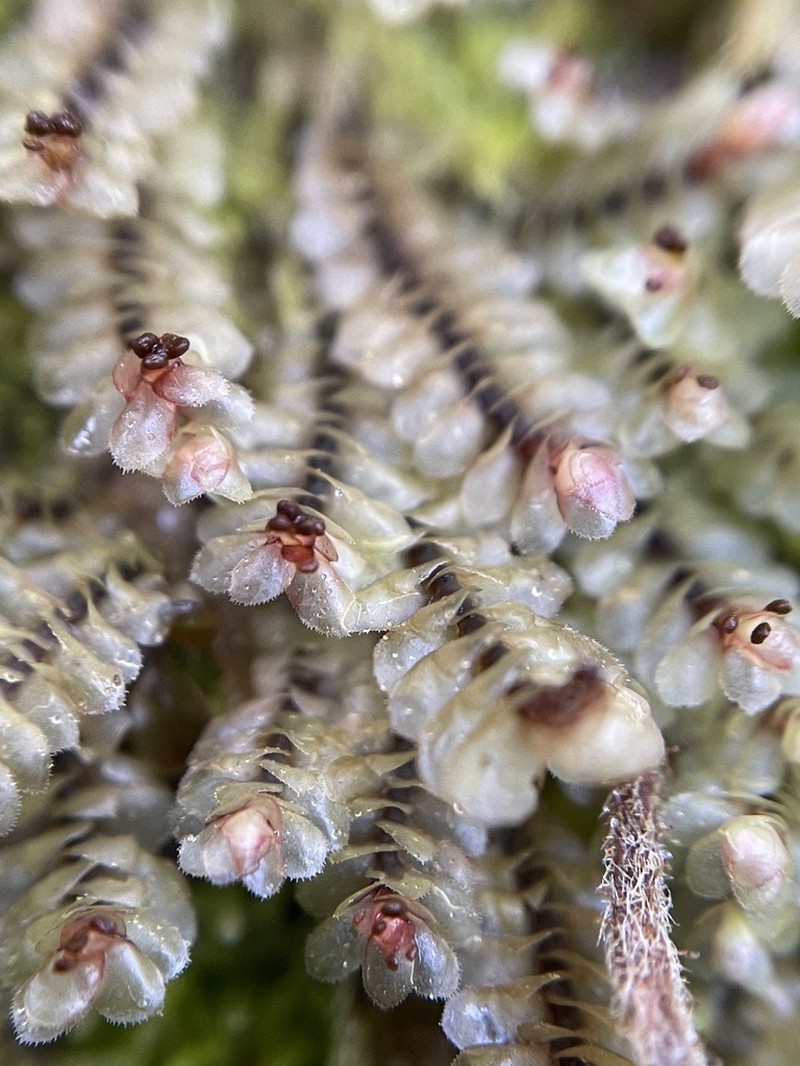 Scapania nemorea