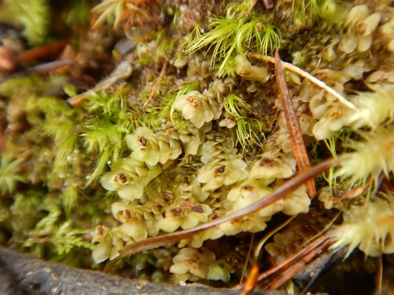 Scapania nemorea photo 2