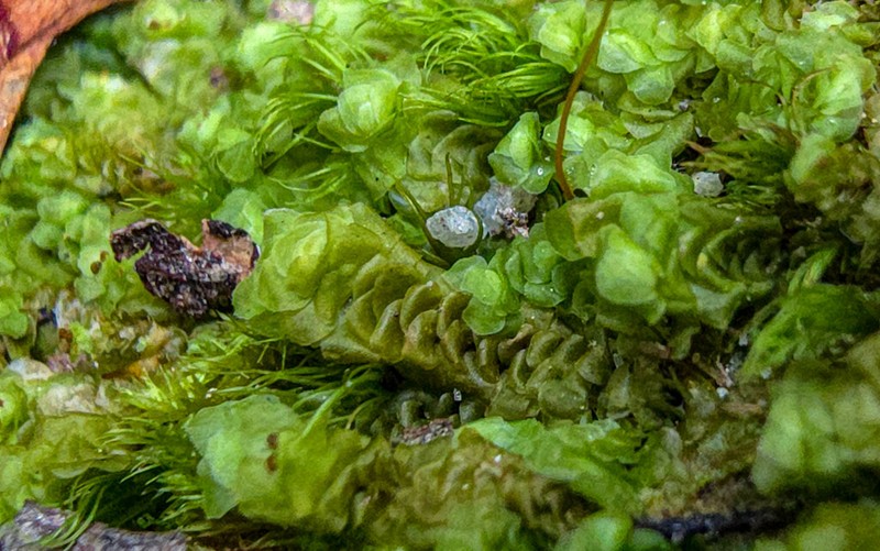 Scapania nemorea photo 3