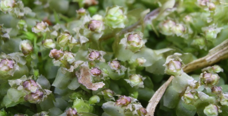 Scapania nemorea photo 4