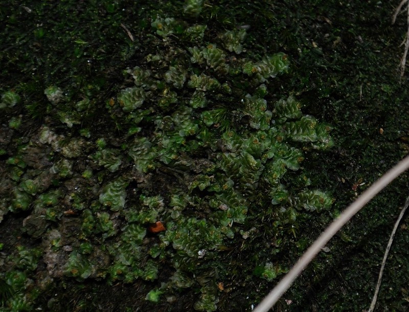 Scapania nemorea photo 5