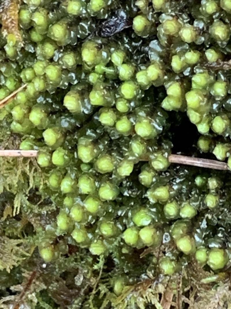 Scapania nemorea photo 6