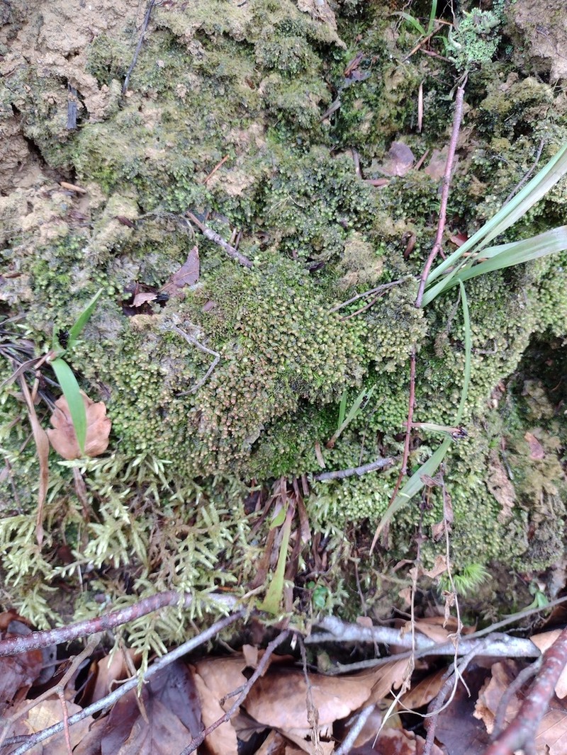 Scapania nemorea photo 7