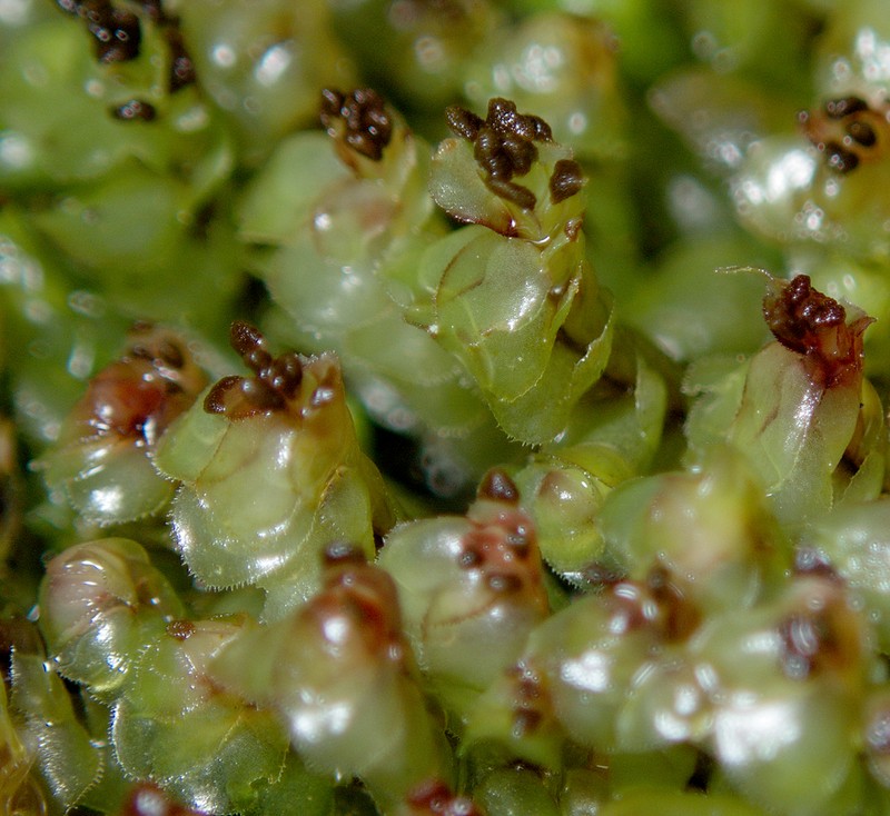Scapania nemorea photo 8