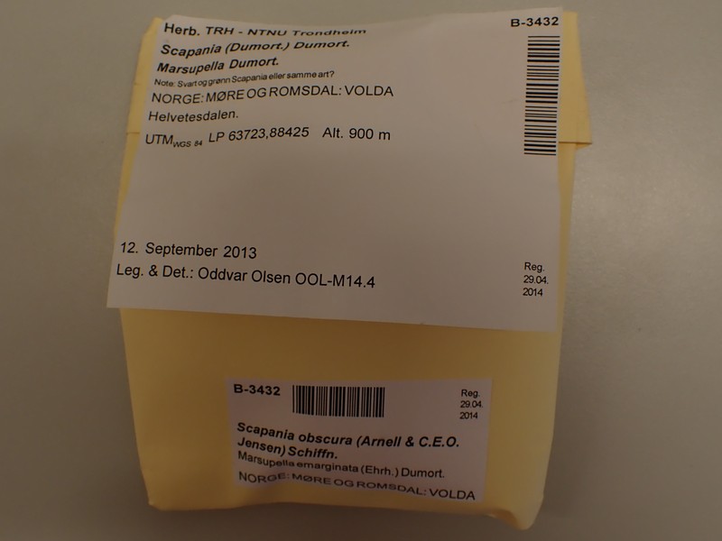 Scapania obscura