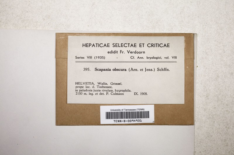 Scapania obscura photo 3