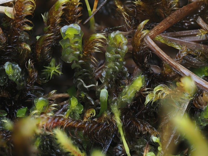 Scapania paludicola
