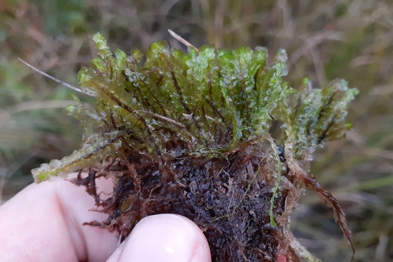 Scapania paludicola photo 2