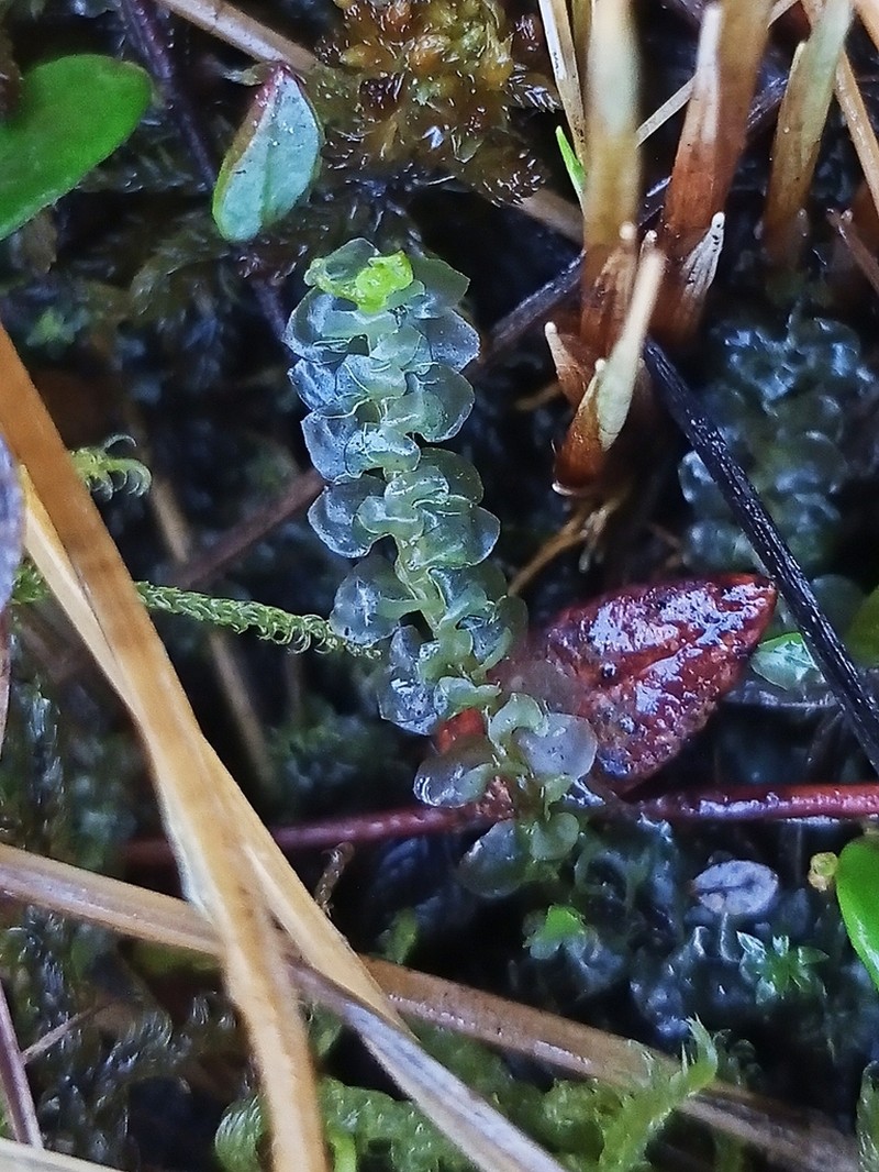Scapania paludicola photo 3