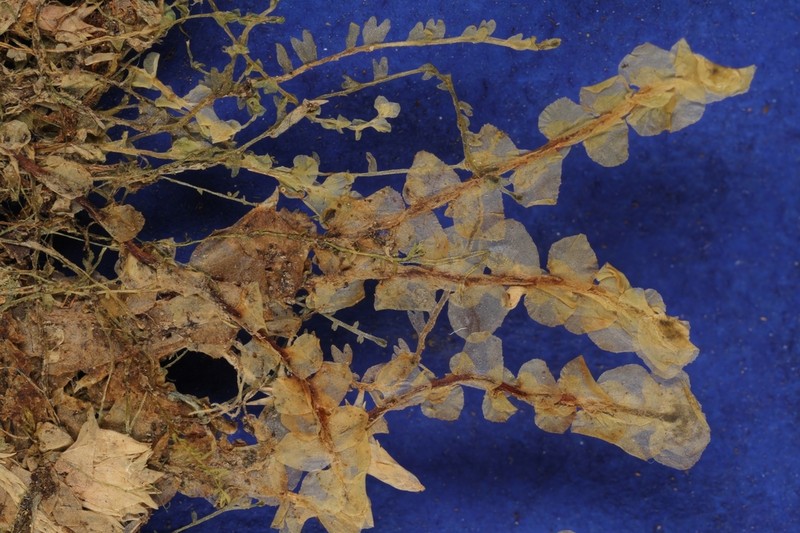 Scapania paludicola photo 4