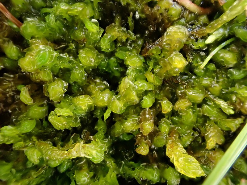 Scapania paludicola photo 5