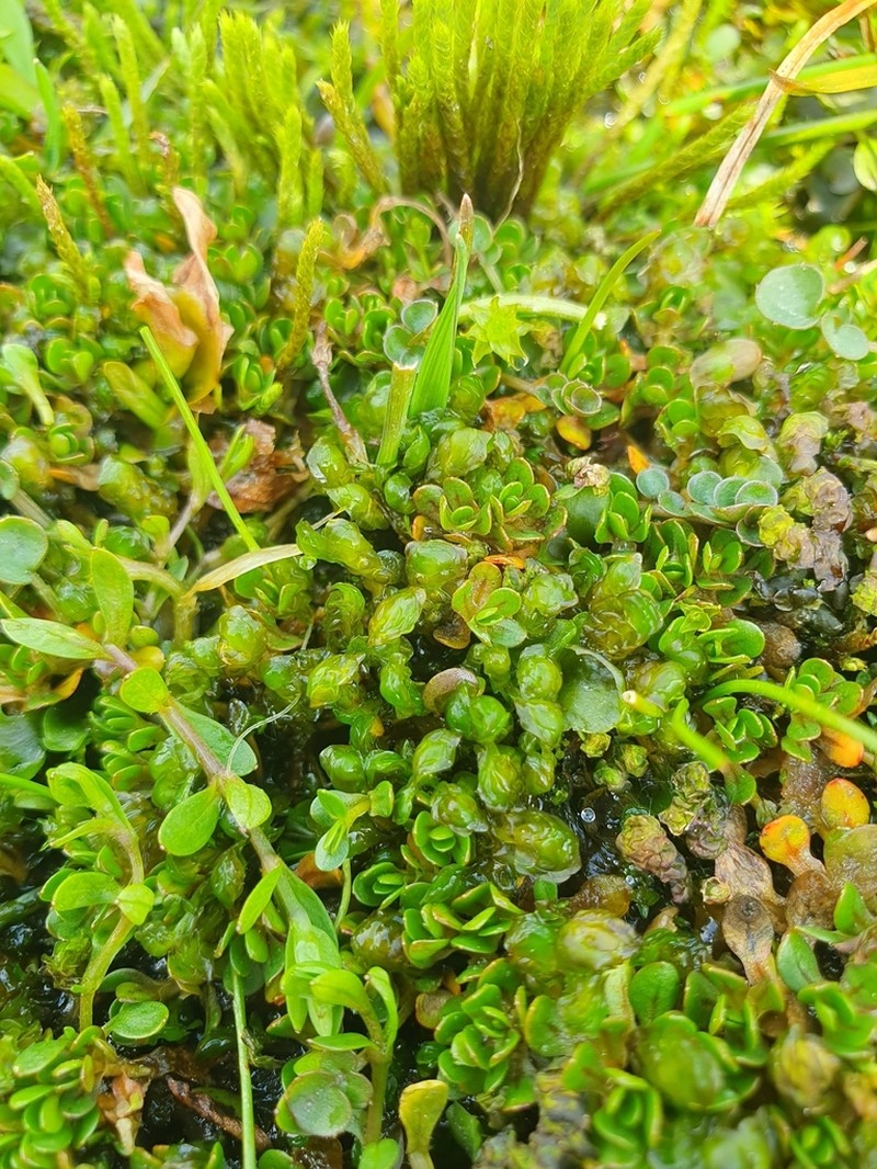 Scapania paludicola photo 6