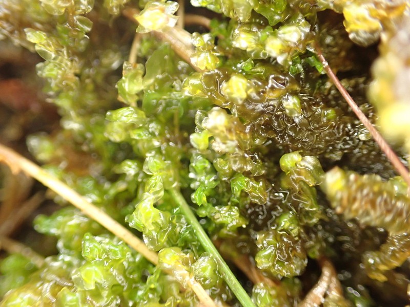 Scapania paludicola photo 7
