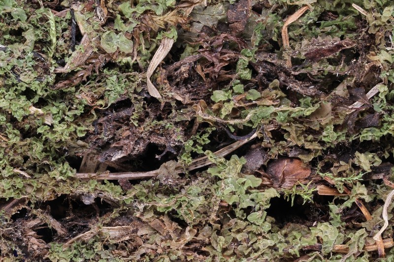 Scapania paludicola photo 8