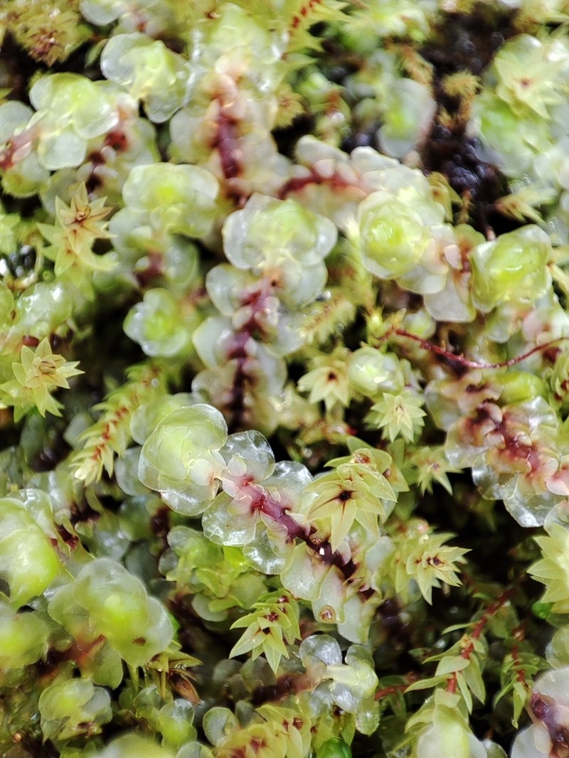 Scapania paludosa