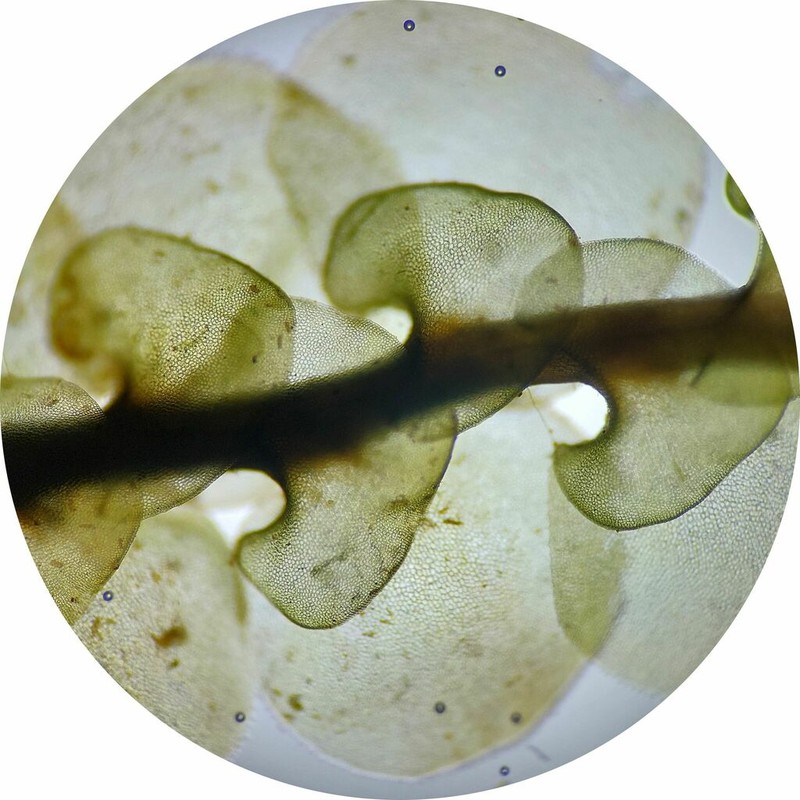 Scapania paludosa photo 3
